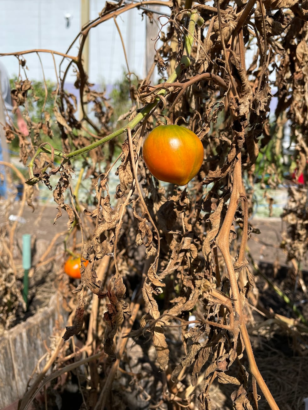 The Garden is open Monday through Friday.