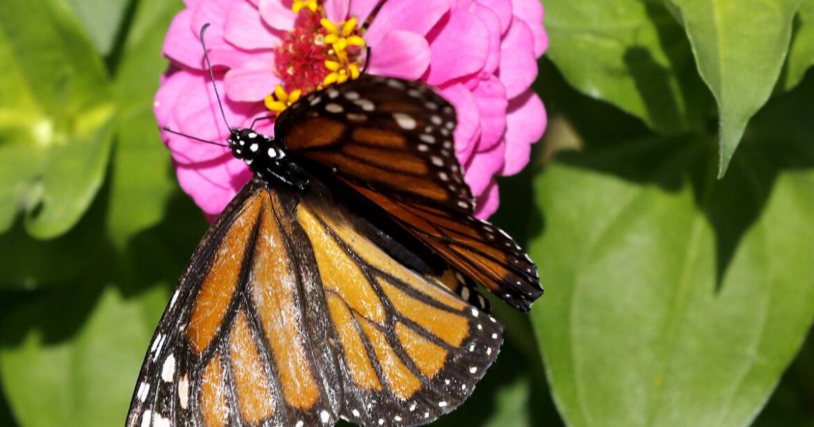 Batavia Plain Dirt Gardeners monthly meetings to resume Sept. 16 – Shaw Local