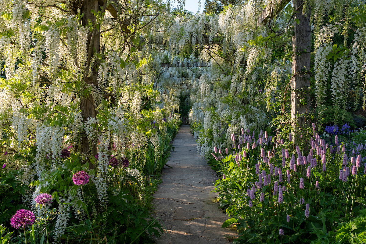 Gravete Manor's White Wisteria Shiro Noda Pergola at the back of the flower garden