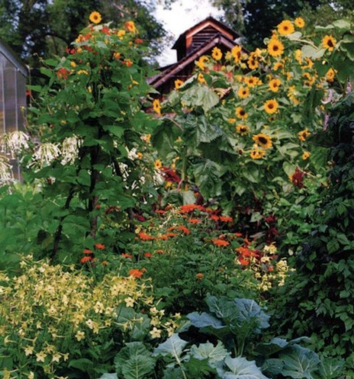 Garden Notes: Oct. 22, 2025 Mostly Sunny
