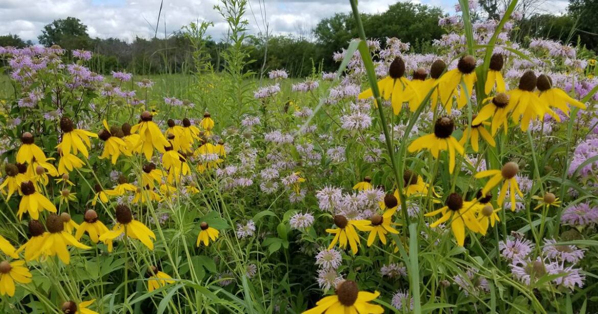 Will County forest preserves to use $100K donation for native plant garden, wetlands management – Shaw Local
