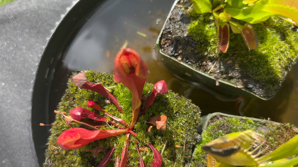 Do carnivorous plants get protein from their prey by breaking it down into amino acids like humans?
