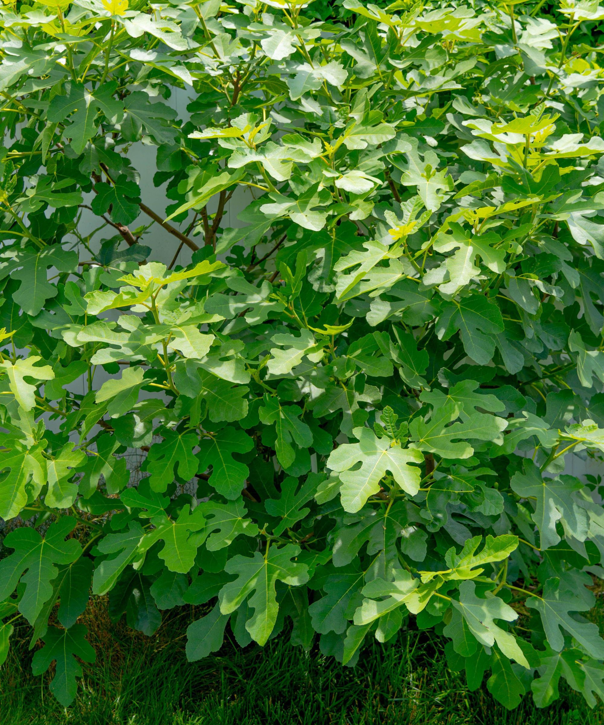 Chicago Hardy Fig Tree