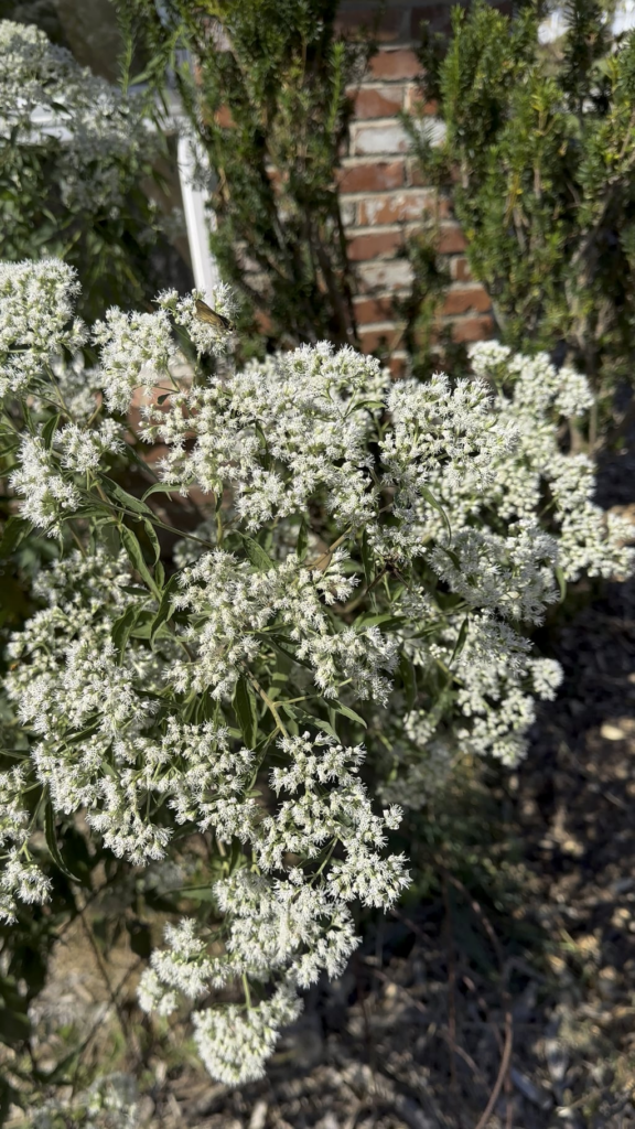 Pollinators going nuts for this (I think) late boneset Pollinators going nuts for this (I think) late boneset