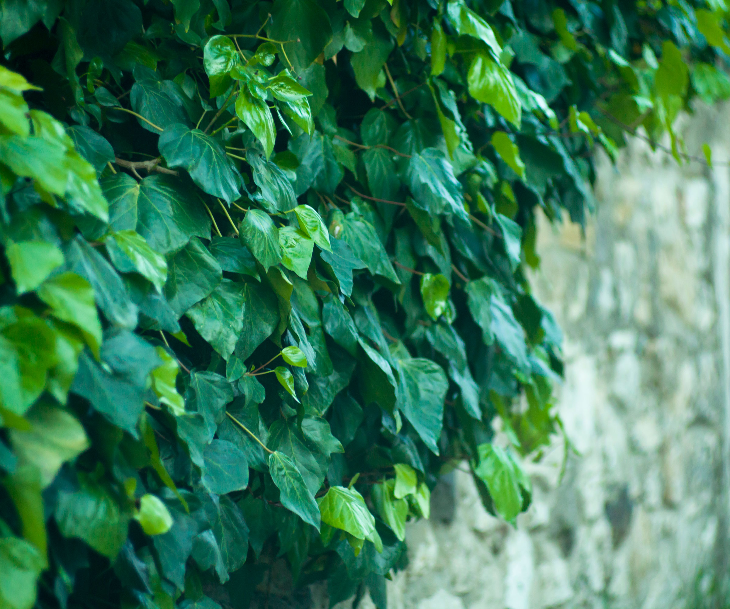 ivy growing on wall