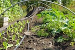 A bed of leafy greens at the NAYA community garden in Northeast Portland, Sep. 4, 2025.