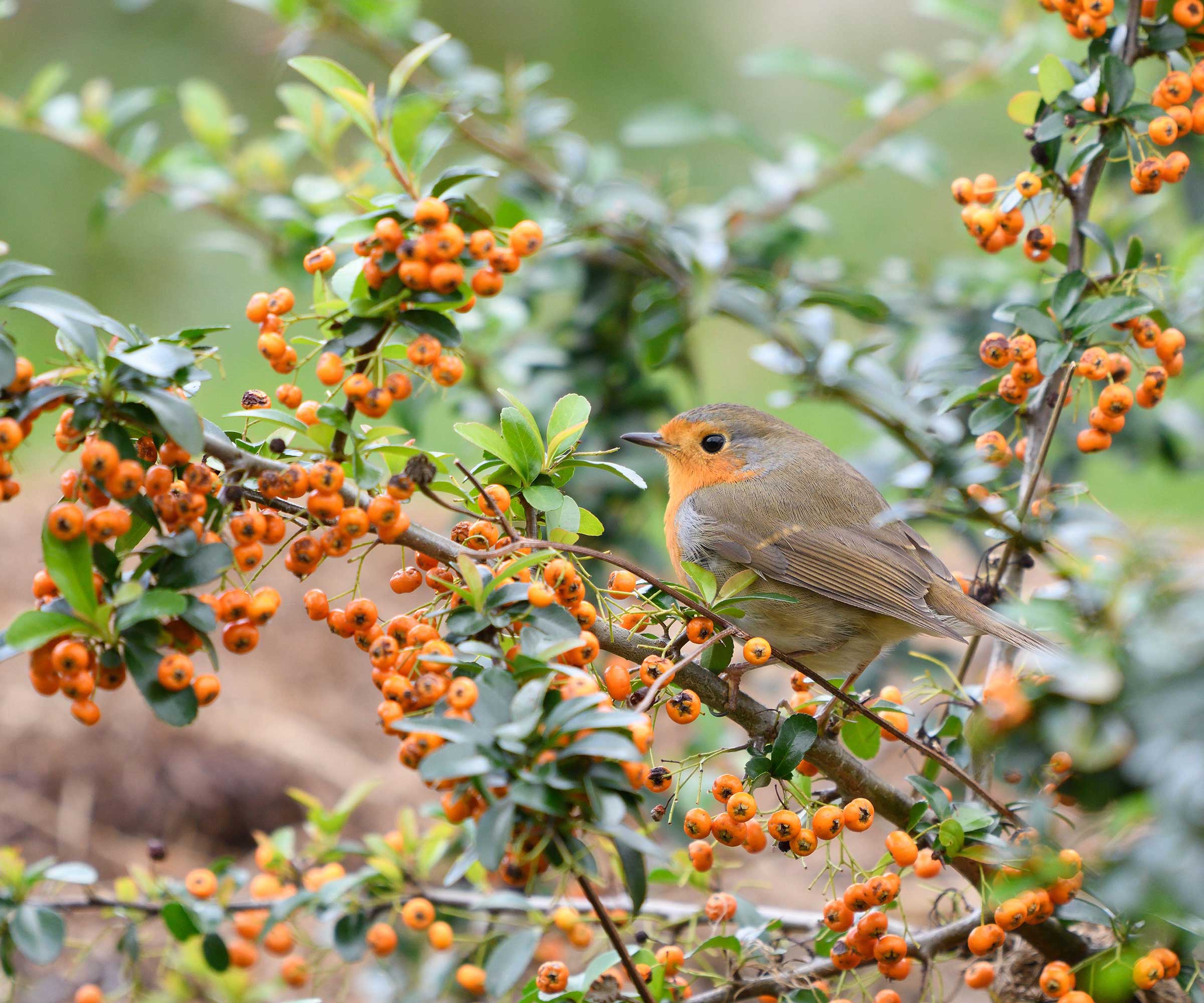 firethorn berries and robin