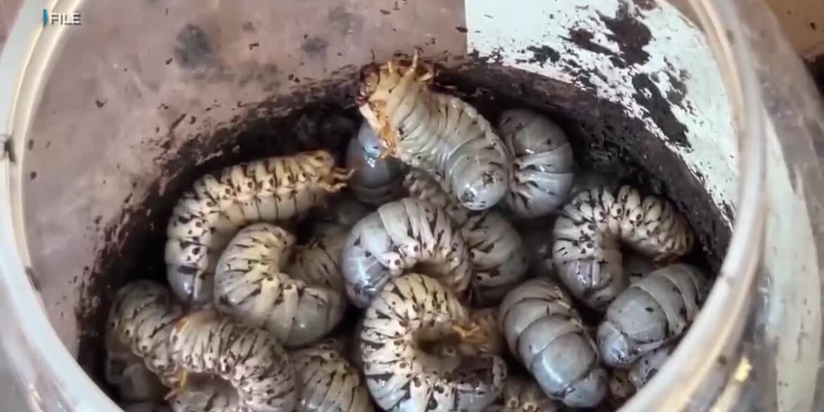 Historic ban on shipments to Molokai aims to keep out coconut rhinoceros beetle Historic ban on shipments to Molokai aims to keep out coconut rhinoceros beetle