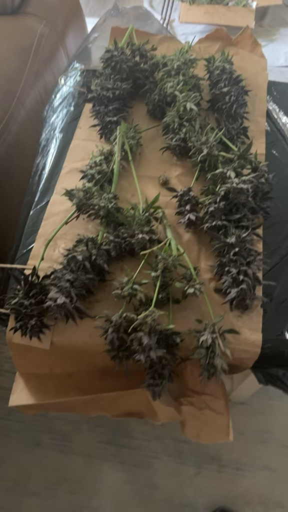 1/2 jokerz 31 harvested and washed