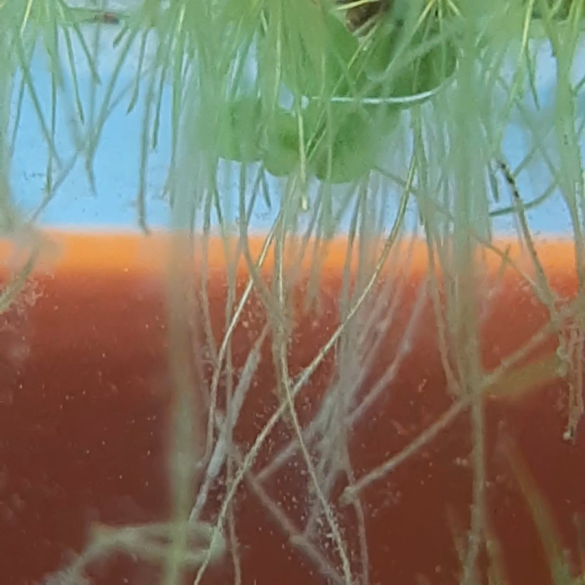 What are these, and why did they suddenly line up in several long rows?