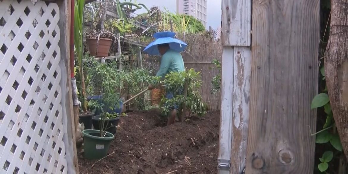 Community garden hosts free event celebrating 50 years