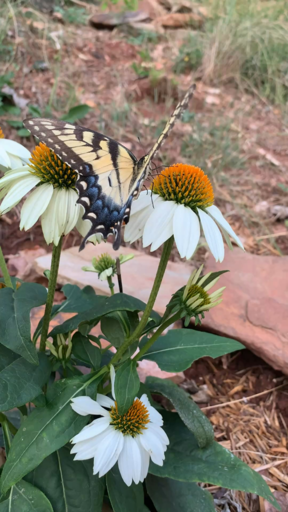 Pollinators pleased with my hard work 🥹 Pollinators pleased with my hard work 🥹