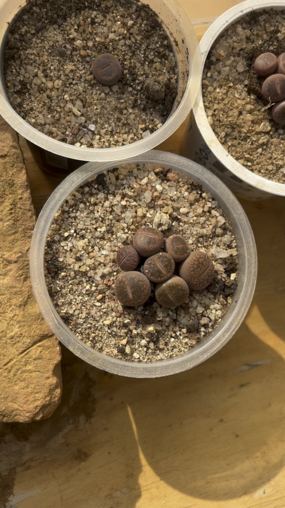 Update on dehydrated Lithops