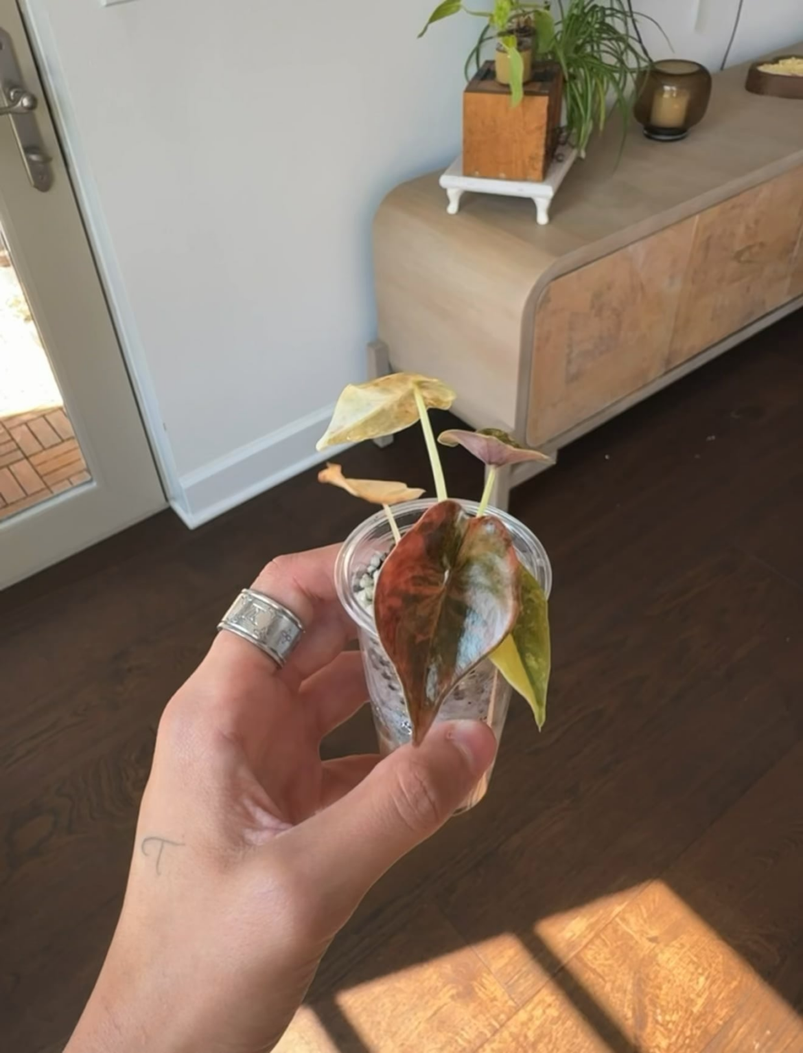 This plant was auctioned for $700 on Palmstreet. Can anyonehelp me identify this plant?
