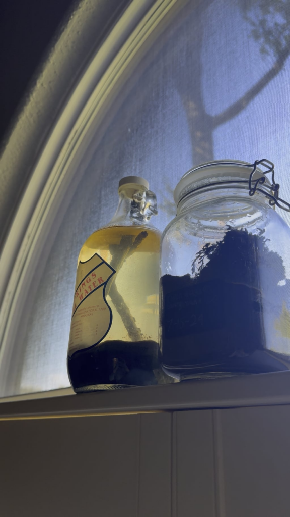 My 5 year old ecosphere developed boogie worms after never having any