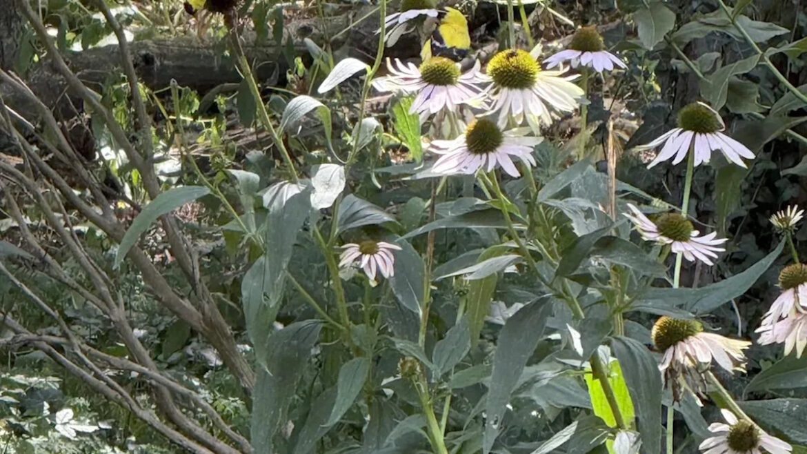 ‘What a wonderful sight to see’ Yahoo lifestyle home