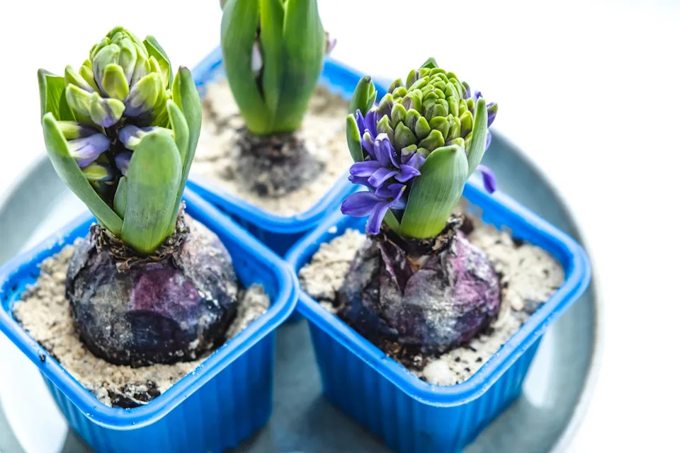 growing hyacinths. flower bulbs. garden at home. close up.