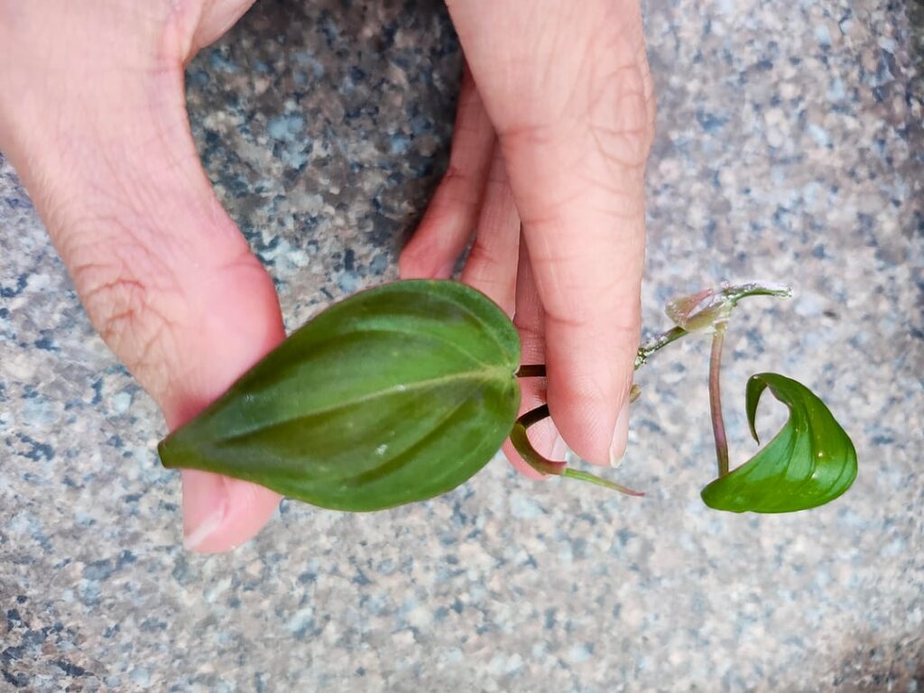 Identifying this tiny Philo cutting