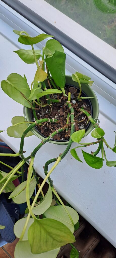Droopy yellow pothos