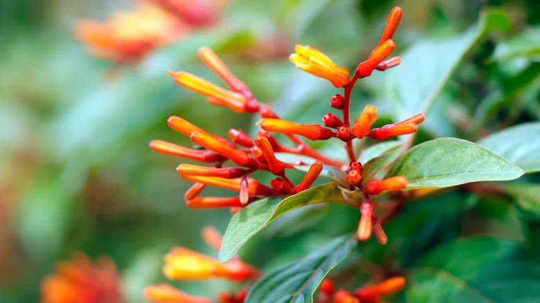 Close up of firebush hamelia patens with orange and red flowers