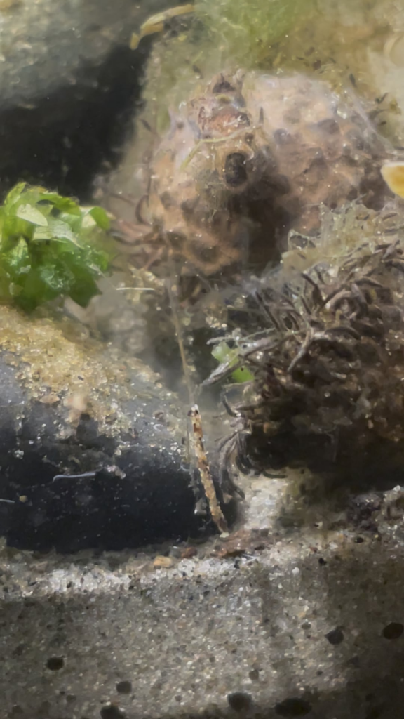 What is this alien looking guy?