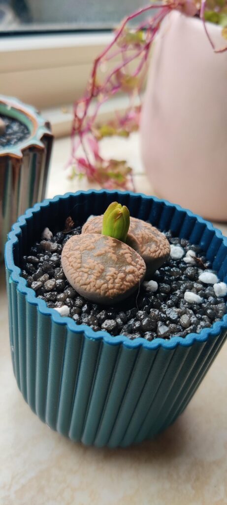 Progress of my first lithops blooming 😍