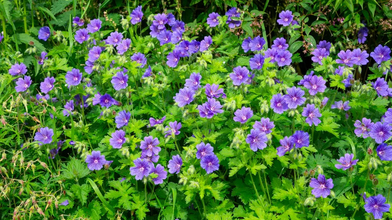 A close-up of purple cranesbills.