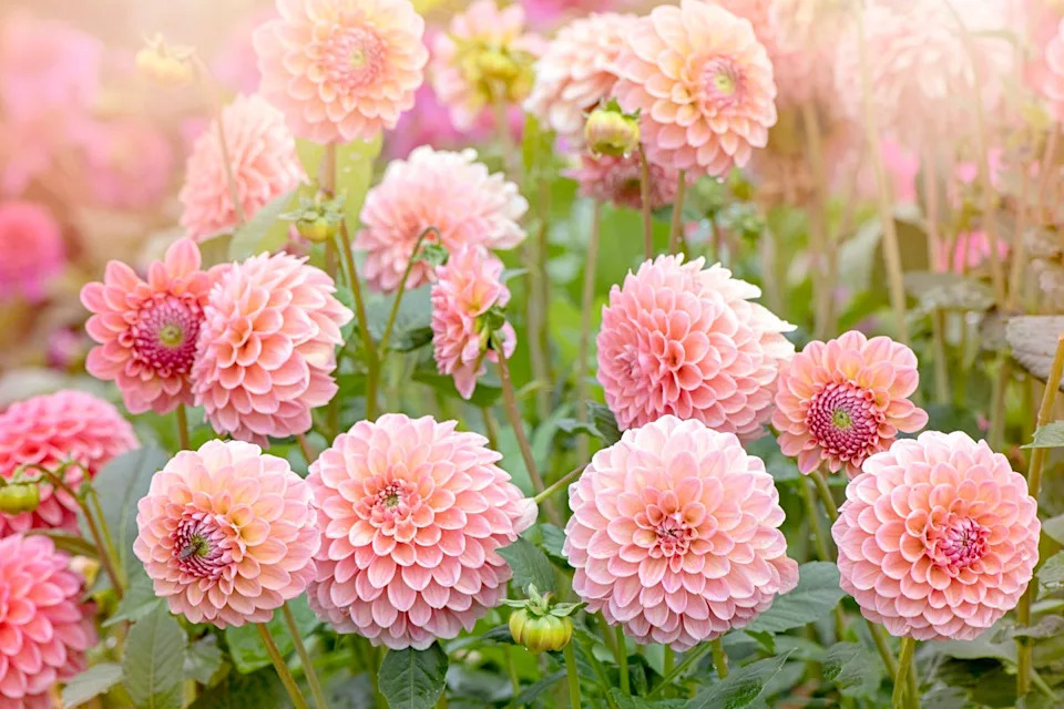 pink dahlia flowers