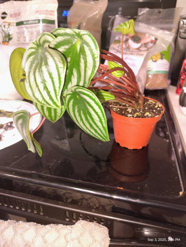 Is it too late to save this girl?