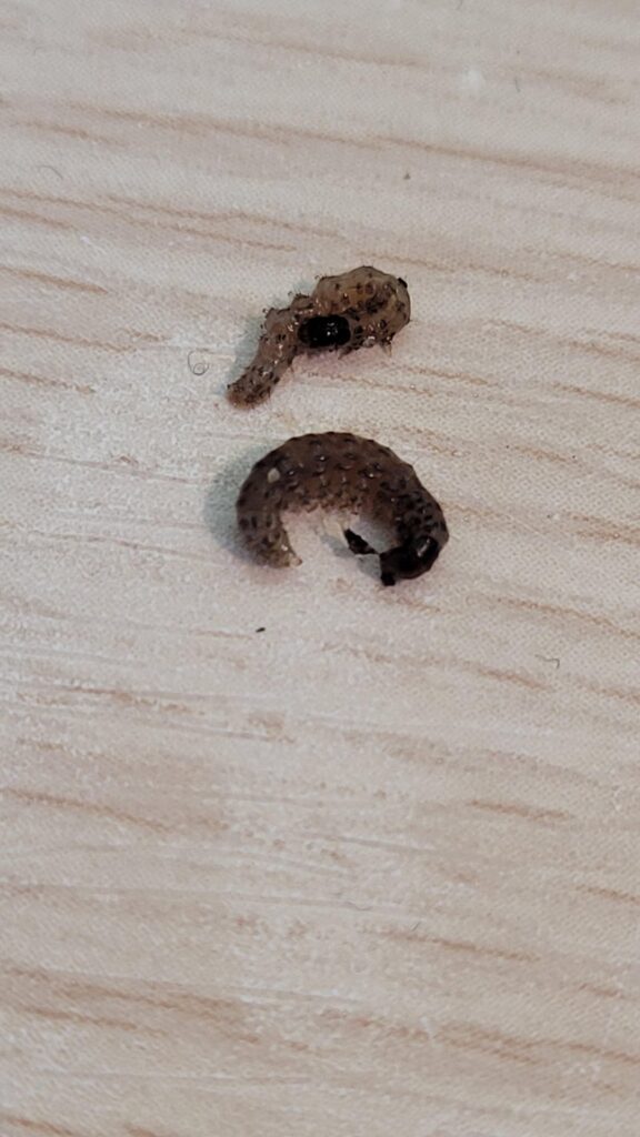 What are these? They were in my bioactive terrarium