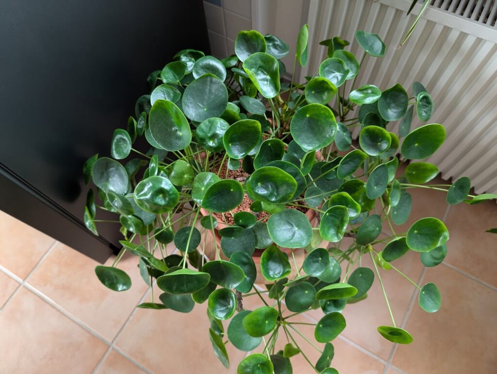 She thrives on neglect