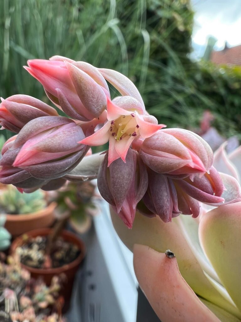 Sedum sinforosanum x Echeveria runyonii has started to open its flowers!