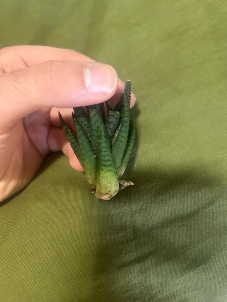 Do I have any chance of saving this? Do I have any chance of saving this?