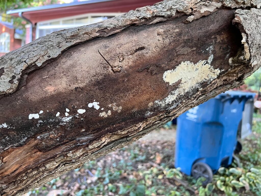 Please save my magnolia tree! Please save my magnolia tree!