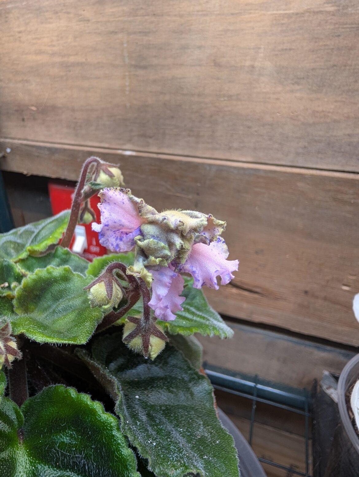 Bloom update!