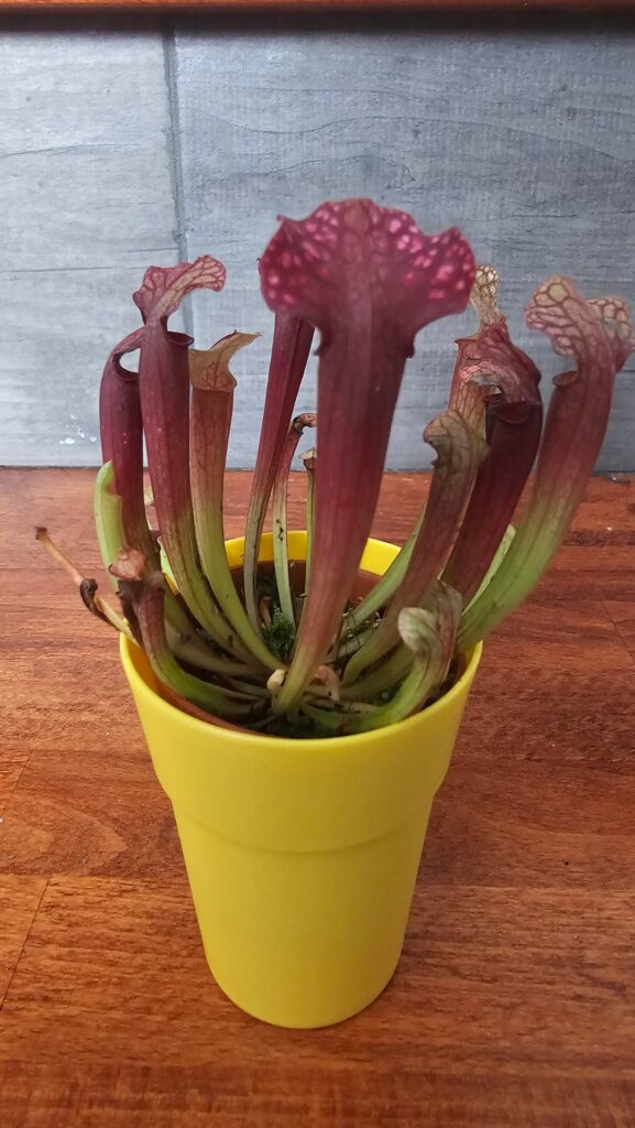 I know it’s Sarracenia but nothing else. I know it's Sarracenia but nothing else.