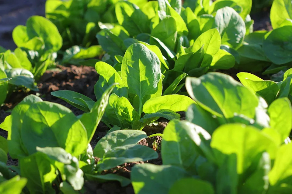 spinach being grown in a garden