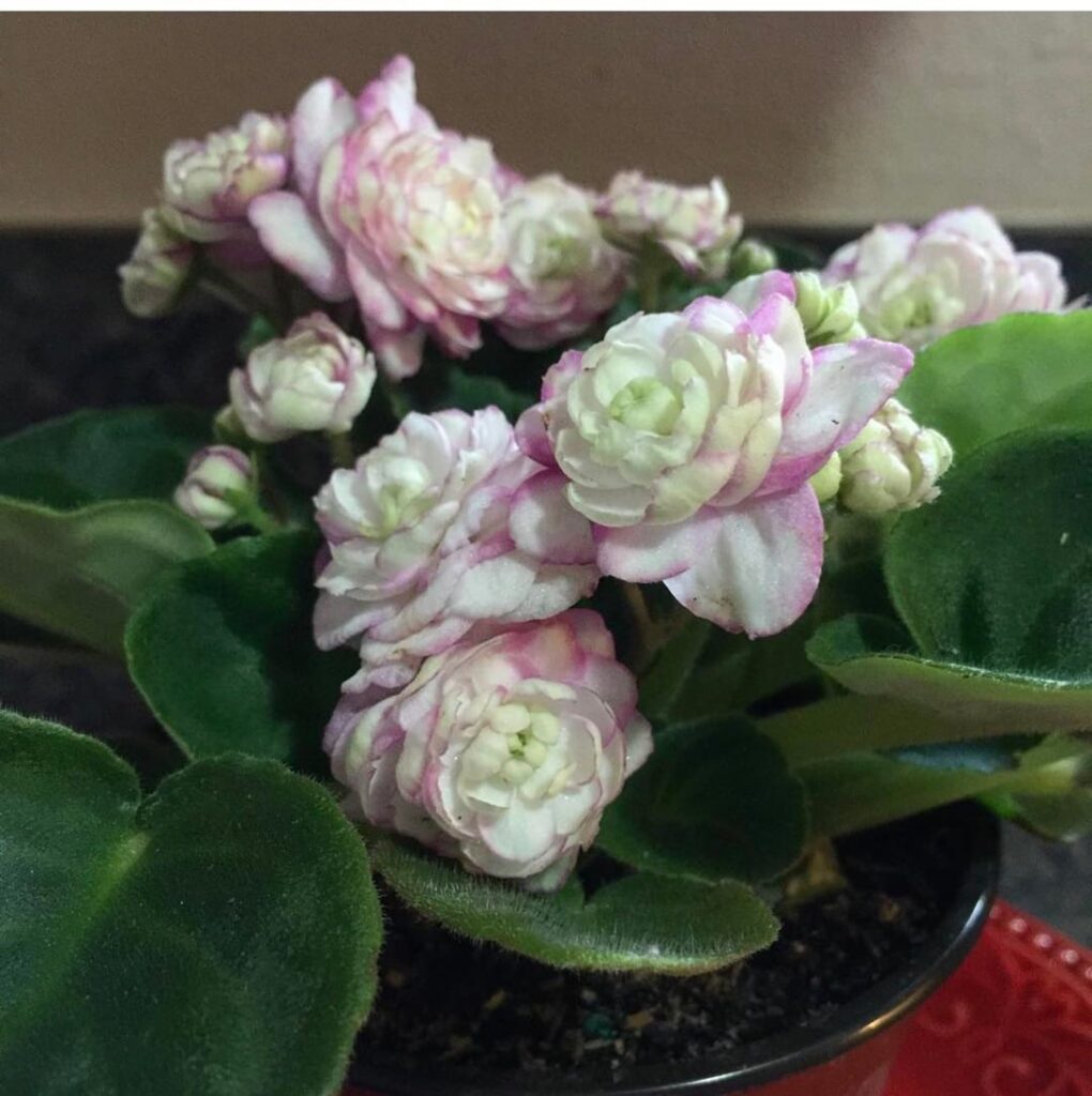 Anyone know the name?
