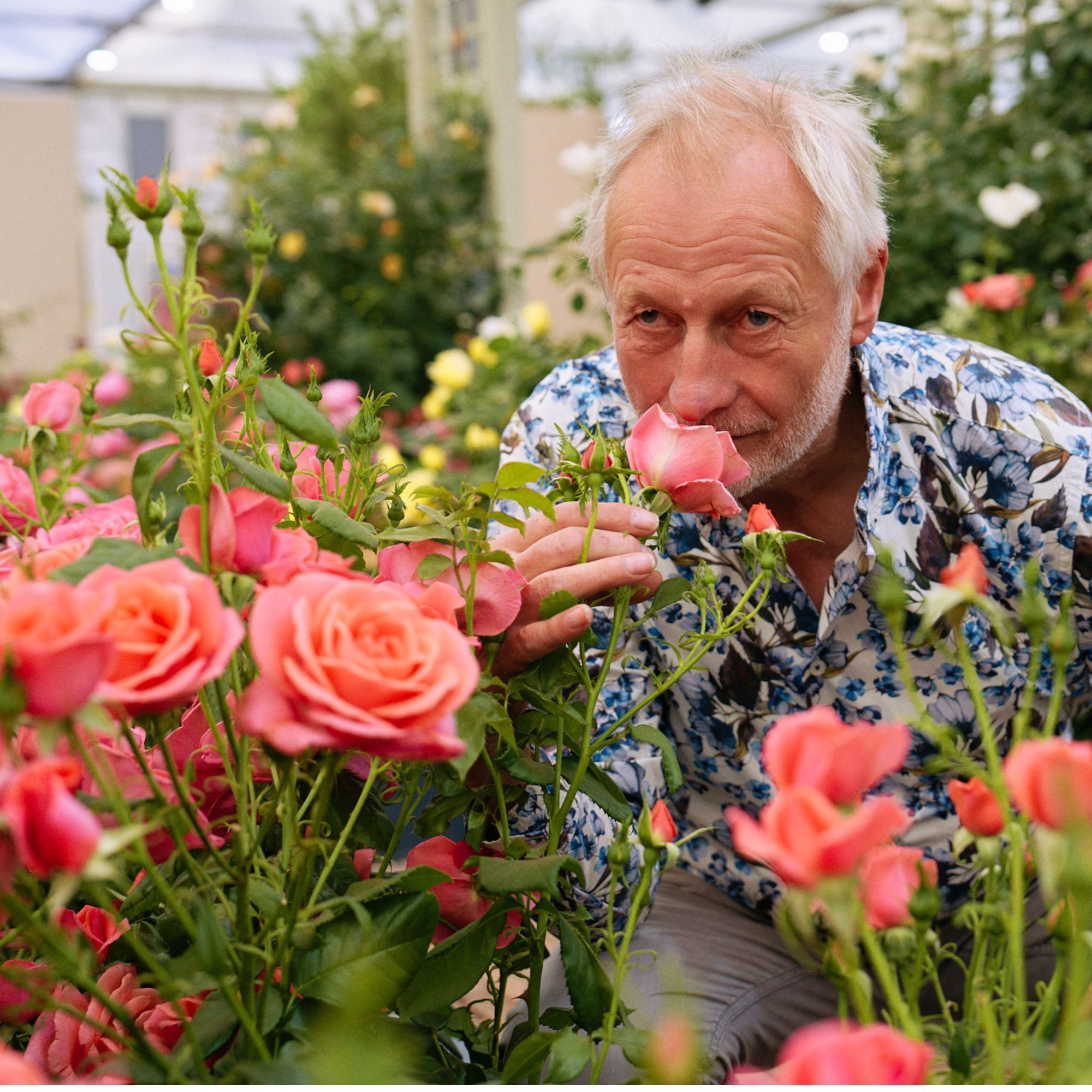 Catherine's Rose