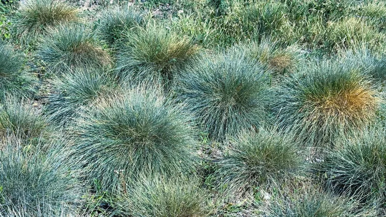 Close-up of clumps of blue fescue grass.