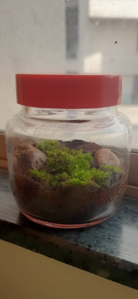 My very first Terrarium!