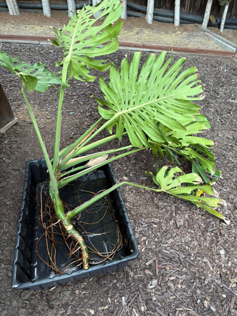 Propagating giant monstera cutting with aerial roots