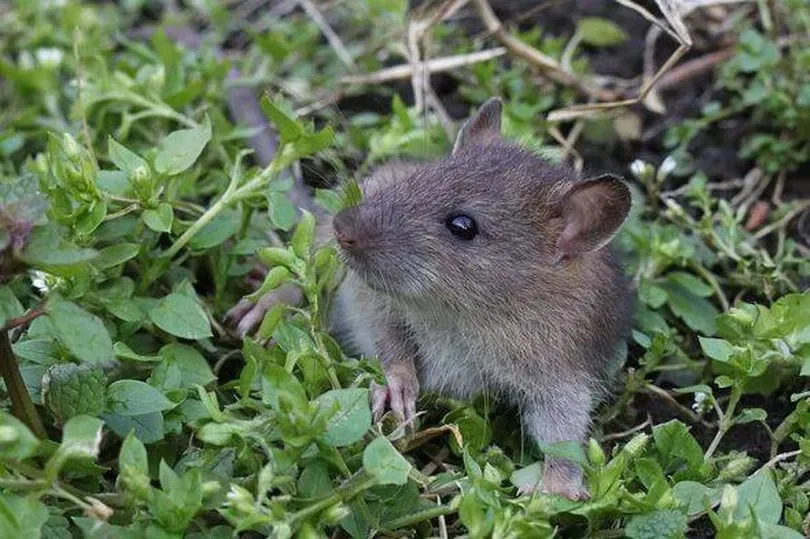Surmulot - Norway Rat (Rattus norvegicus).
