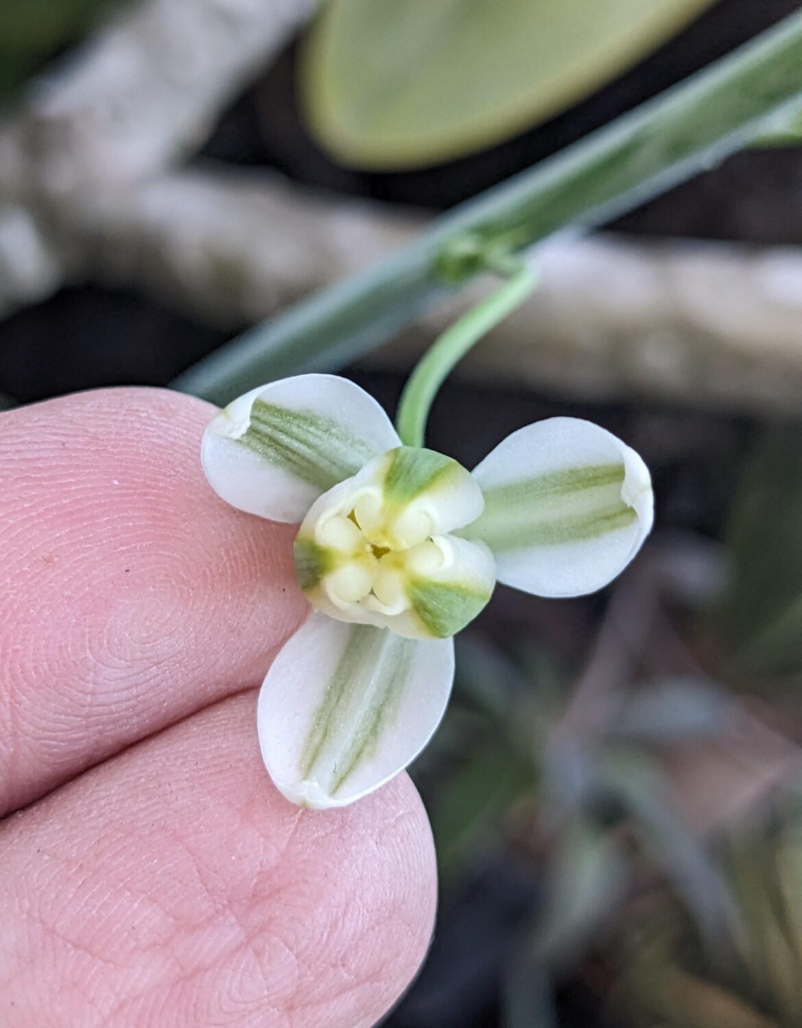Albuca batteniana flower