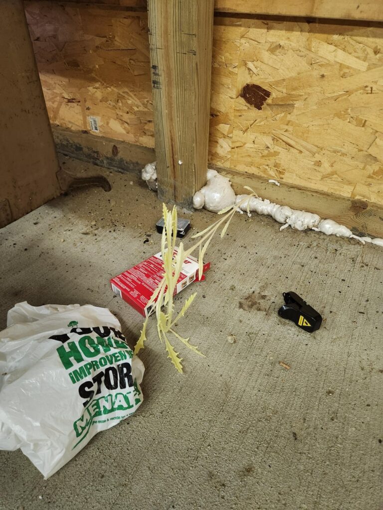 Hello all, I found this strange plant growing out of the spray foam I used to temporarily block a mouse hole in my barn in central Michigan. Any idea?