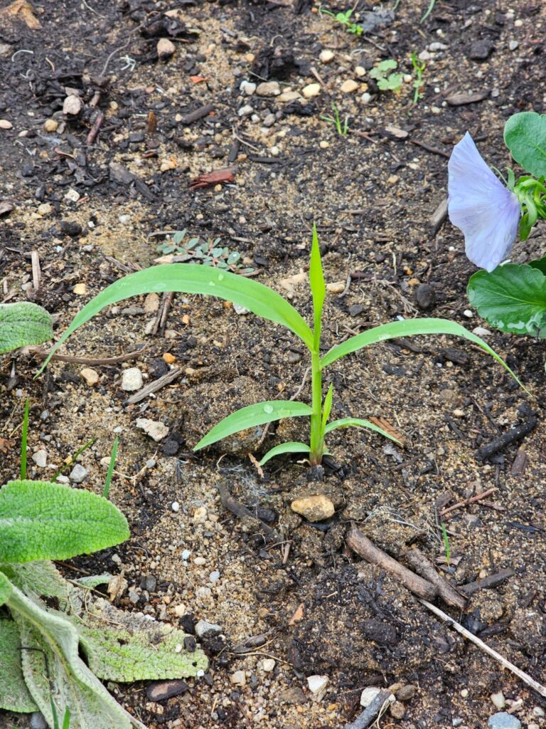 Do you ever leave weeds in your garden to see if they turn into anything interesting?