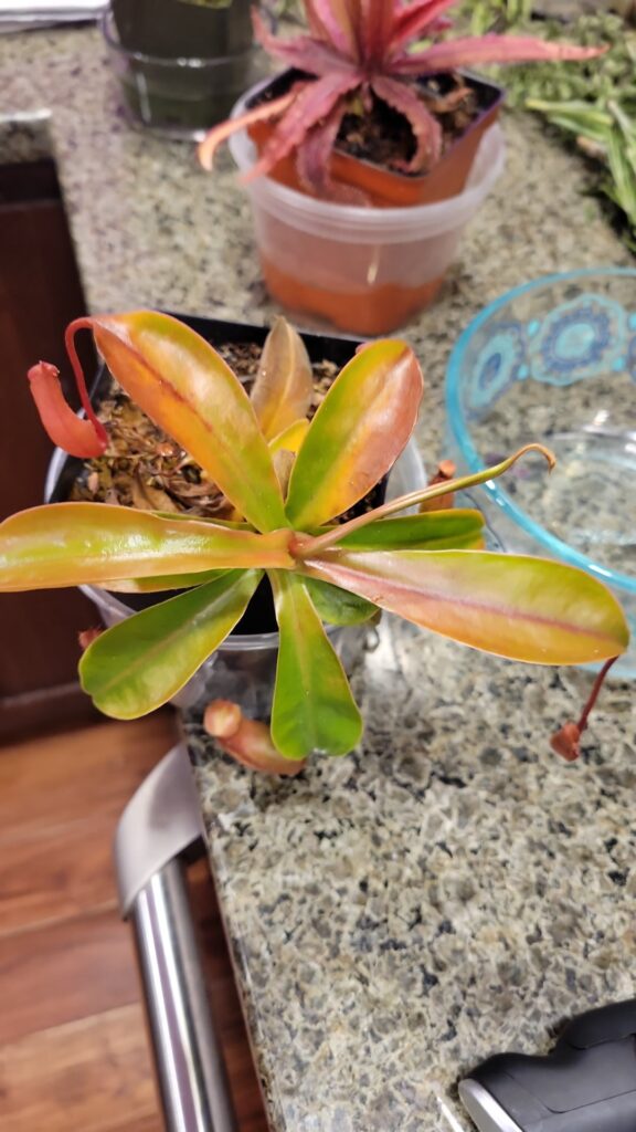Lights to bright?