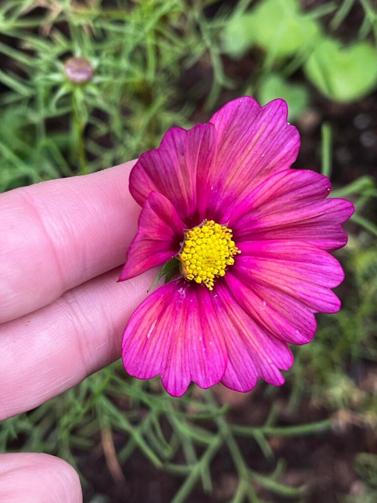 I love cosmos so much. I love cosmos so much.