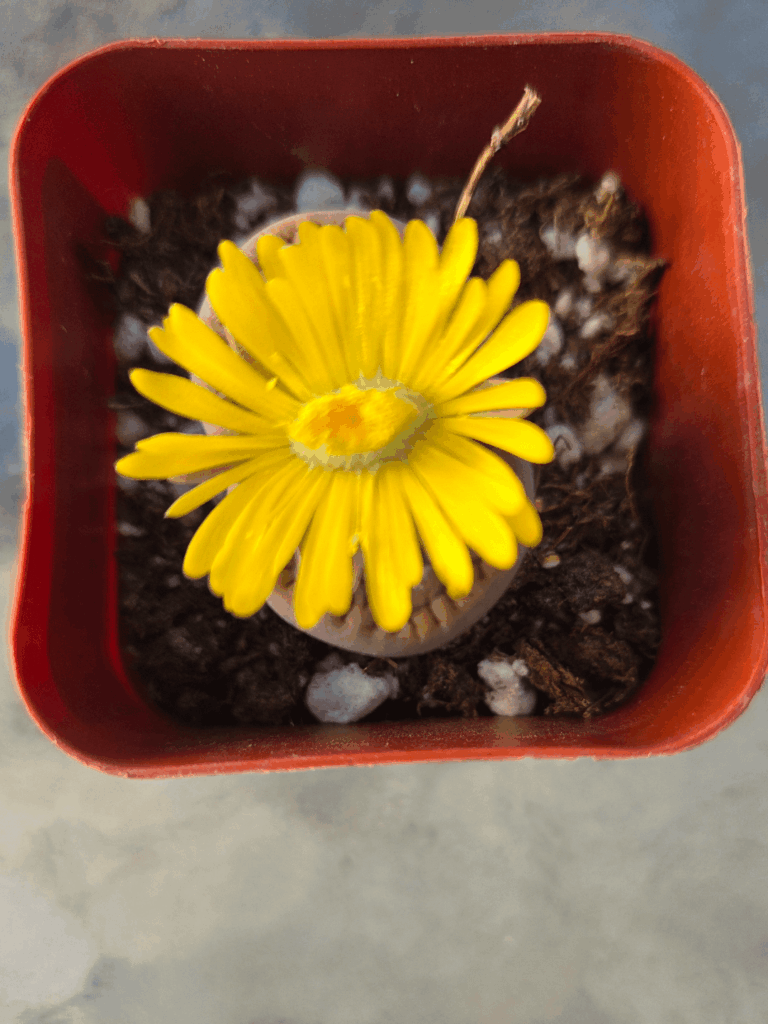 Update my baby bloomed