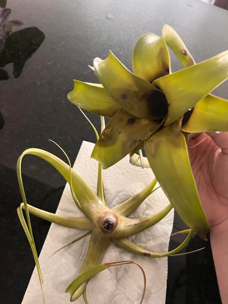 Help!! What’s wrong with my plant?